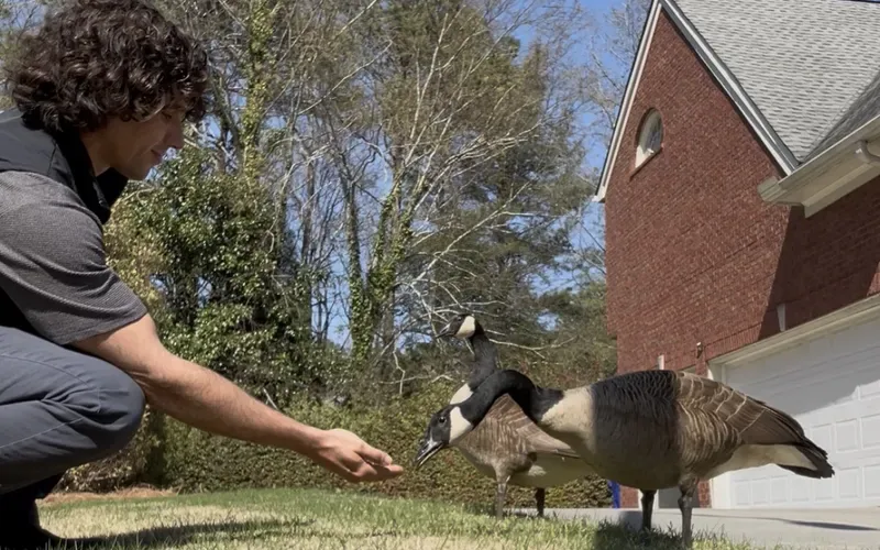Manny Pachano crouching on a lawn, holding out a hand to two Canada geese
